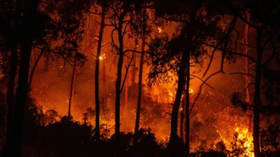 Лесные пожары в Турции устроила террористическая организация «Дети огня»
