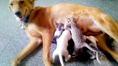 Собака заменила котятам пропавшую мать