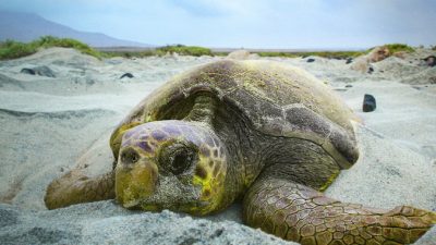 Морских черепах по всему миру стало больше благодаря пандемии