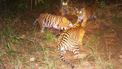 Тигр взял под опеку четырёх тигрят-сирот