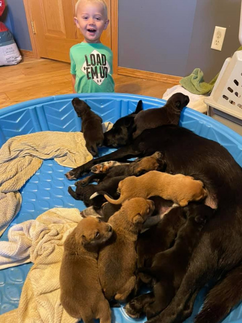 Собака из Миннесоты стала доброй матерью для щенков-сироток