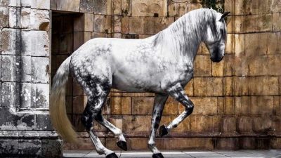 Царственная красота Лузитанской лошади