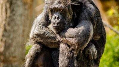 В Бельгии женщине запретили посещать зоопарк из-за романа с обезьяной