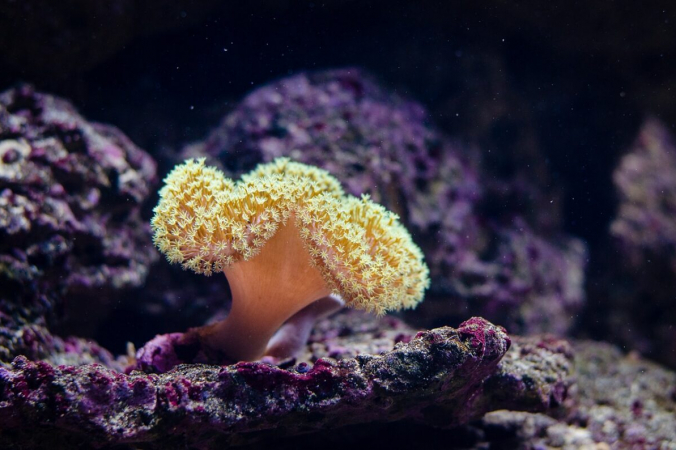 Коралл на Большом Барьерном рифе. (FotoshopTofs/Pixabay/Pixabay License) | Epoch Times Россия
