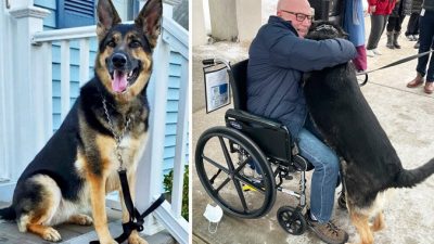Собака спасла жизнь новому хозяину