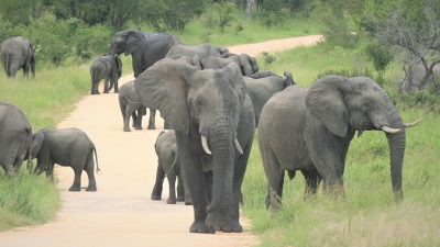 Китай: стадо слонов после долгого путешествия вернулось домой