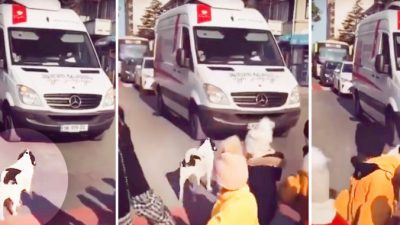 Грузия: собака прогоняет машины, когда дети переходят дорогу