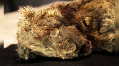 Сибирскому львёнку предположительно 28000 лет