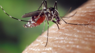 Роспотребнадзор предупредил россиян об опасных комарах — разносчиках лихорадки Западного Нила