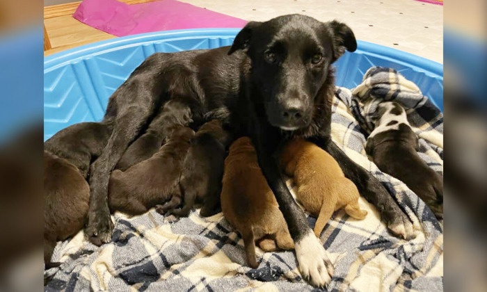 Собака из Миннесоты стала доброй матерью для щенков-сироток