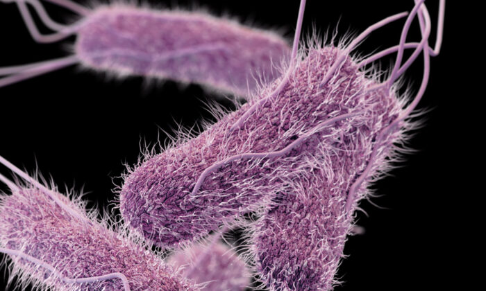 Трёхмерное компьютерное изображение  бактерий Salmonella серотипа Typhi. (CDC) | Epoch Times Россия