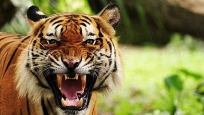 Популярные китайские фразы на основе иероглифа, обозначающего тигра: 虎