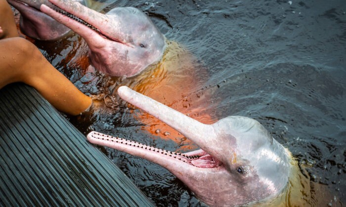 Розовые дельфины. Marcos Mello/Shutterstock | Epoch Times Россия