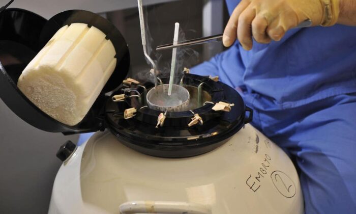 Замороженный эмбрион помещают в камеру длительного хранения, 11 августа 2008 г. Ben Birchall / PA | Epoch Times Россия