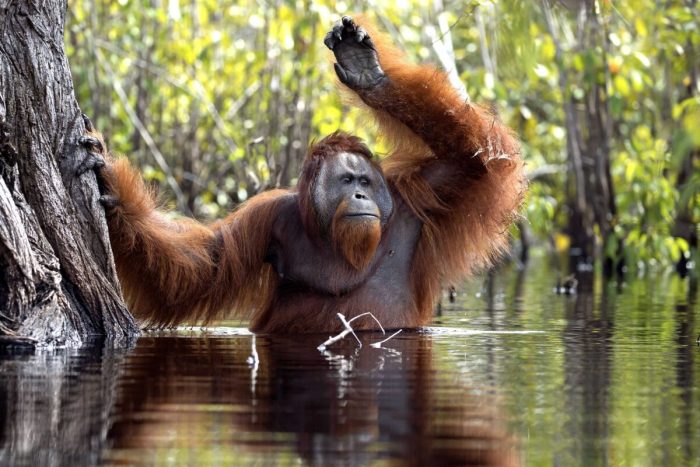 Купающийся орангутанг: забавные фотографии