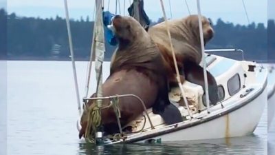 Видеосвидетельство захвата катера морскими львами