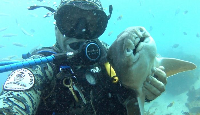 Нежная дружба аквалангиста и бычьей акулы