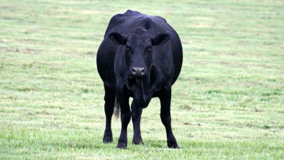 Во Владикавказе ищут буйвола, сбежавшего с бойни