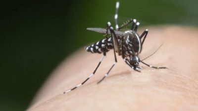 ГМ-комары — хорошо или плохо?