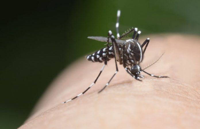 Генетически модифицированные комары — хорошая ли идея? (Chakkrachai Nicharat via Dreamstime) | Epoch Times Россия