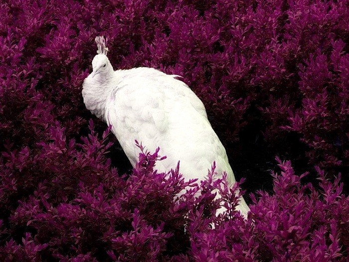 Являются ли белоснежные павлины альбиносами? (Image:Dreamstime.com © Marta Mirecka)