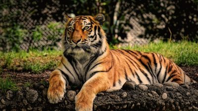 В крымском зоопарке «Тайган» ребёнка укусил тигр