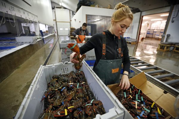 Джейми Лейн упаковывает живых омаров для отправки за границу в магазине Maine Lobster Outlet в Йорке, штат Мэн, 10 декабря 2015 г. AP Photo / Robert F. Bukaty