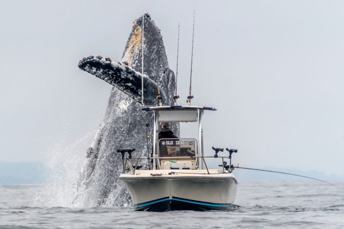 Огромный горбатый кит внезапно взлетел в воздух рядом с лодкой, шокировав рыбаков
