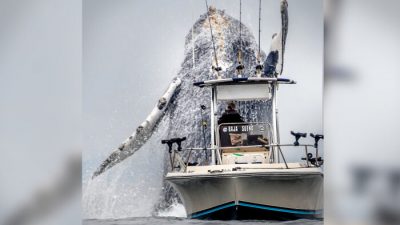 Огромный горбатый кит внезапно взлетел в воздух рядом с лодкой, шокировав рыбаков