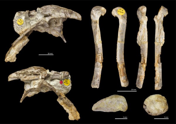 Окаменелости самого древнего известного динозавра-мясоеда из Великобритании — животного размером с курицу, длина хвоста которого составляла один метр, на фотографии без даты. Kevin Webb/Natural History Museum via PA