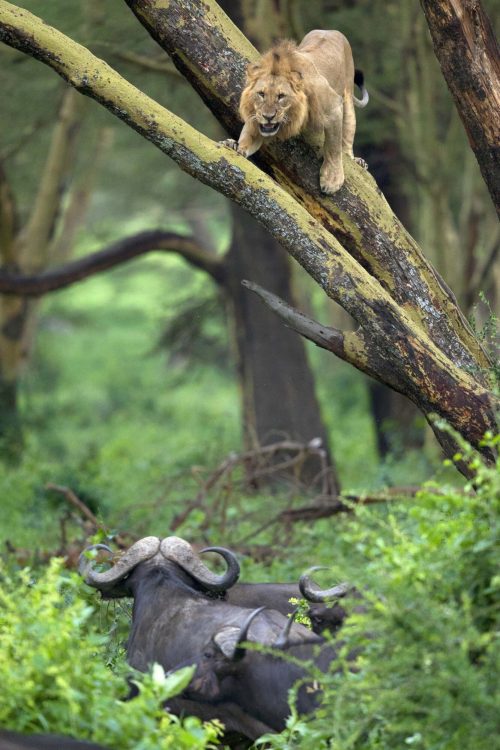 Буйволы загнали напуганного льва на дерево