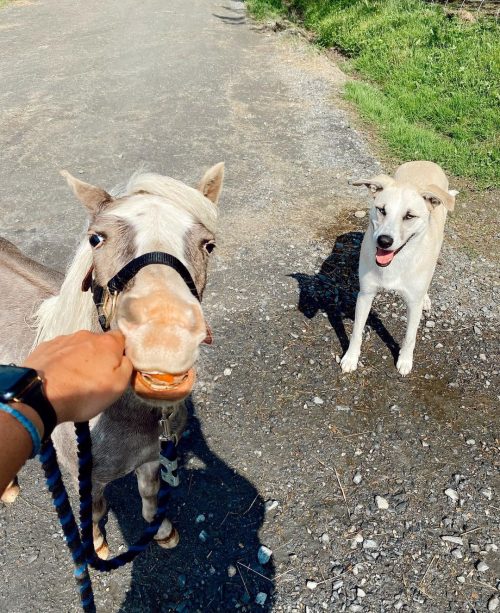 Спасённых лошадку и собаку объединяет особенная связь