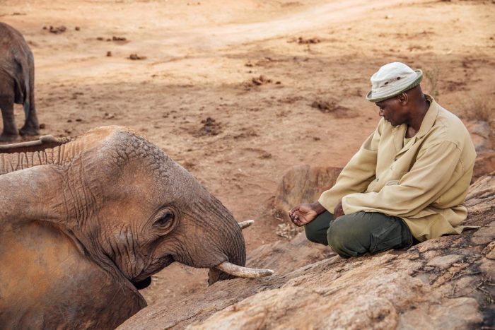 После десяти лет жизни на свободе слониха-мать навещает человека, вырастившего её