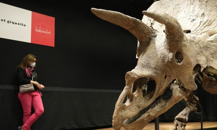 Женщина рядом с самым большим в мире скелетом трицератопса, известным как «Большой Джон», на аукционе в Париже 21 октября 2021 г. (Francois Mori / AP Photo) | Epoch Times Россия