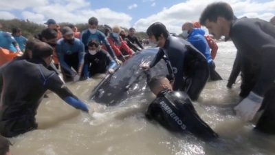 Двух выброшенных на берег горбатых китов спасатели вернули в океан с помощью  экскаватора-погрузчика