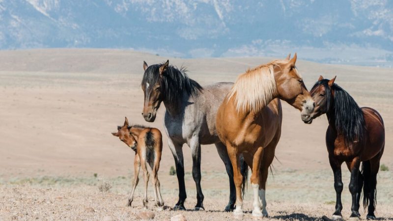 Дикие лошади бродят по долине Карсон. (Dennis Lennox) | Epoch Times Россия