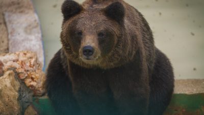 В орловском цирке медведь напал на беременную дрессировщицу