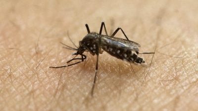 В США обнаружен смертельный вирус EEE, переносимый комарами