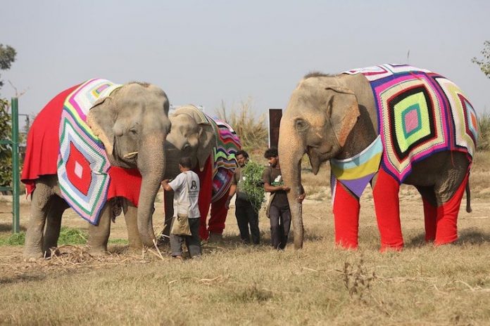 Многие из спасённых слонов страдают от артрита, поэтому свитера им нужны не только для красоты. (Изображение: via Wildlife SOS)
