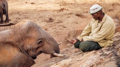 После десяти лет жизни на свободе слониха-мать навещает человека, вырастившего её