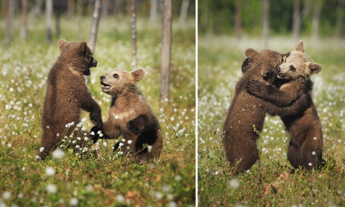 Сказочные фотографии играющих и обнимающихся медвежат