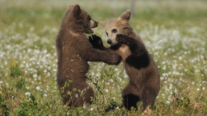 Медвежата играючи дерутся и словно обнимаются. (Предоставлено Caters News)
 | Epoch Times Россия