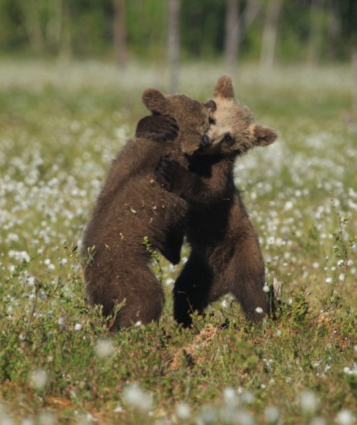 Сказочные фотографии играющих и обнимающихся медвежат