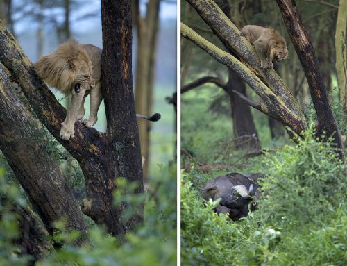 Буйволы загнали напуганного льва на дерево