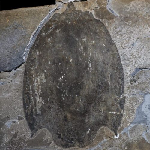 Найдены останки древнего неизвестного животного