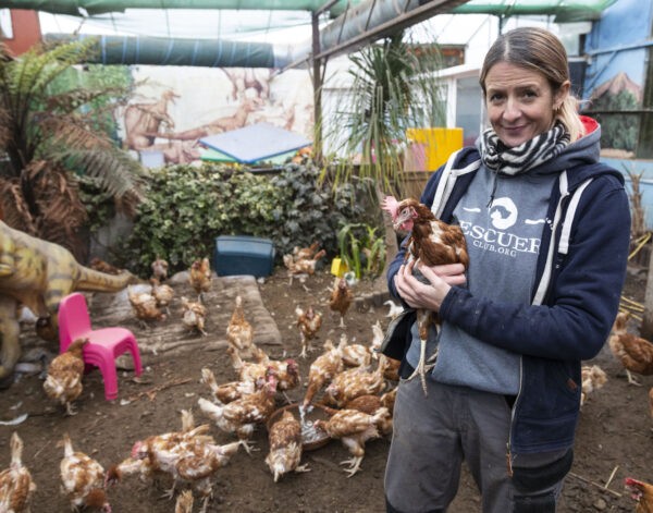 Мелани в своём приюте с 4 000 кур, которых она спасла с одной из ферм (SWNS)