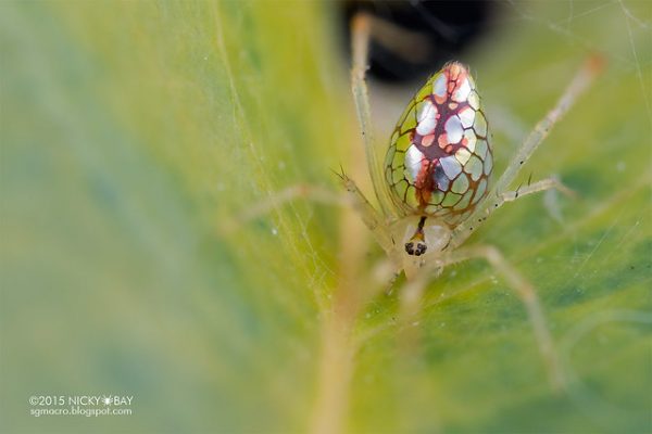 Покров тела паука напоминает серебристую отражающую поверхность, от которой не оторвать глаз (Изображение: Nicky Bay)