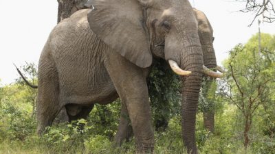 В ЮАР слон насмерть затоптал браконьера