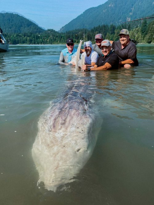 Гигантский осётр длиной 3,5 метра был пойман в Британской Колумбии