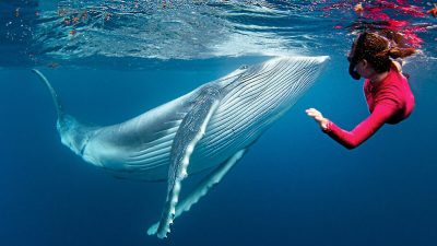 Невероятная фотосессия: встреча дайвера с детёнышем горбатого кита